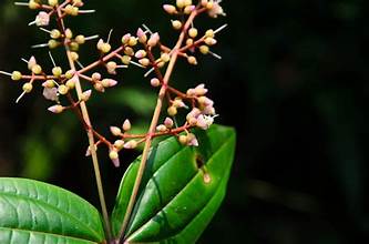 Medinilla assamica